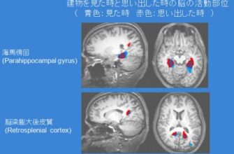 mri%e5%8e%9f%e7%90%86%e3%89%92%ef%bc%9af-mri%ef%bc%88functional-mri%ef%bc%89%e3%81%a8%e3%81%af%ef%bc%9f-2